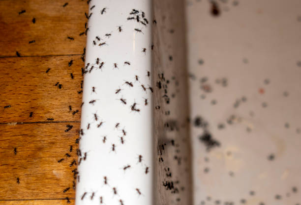 Best Affordable Pest Control Services  in Fyffe, AL